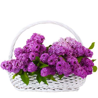 Корзина с сиренью «Весеннее очарование»